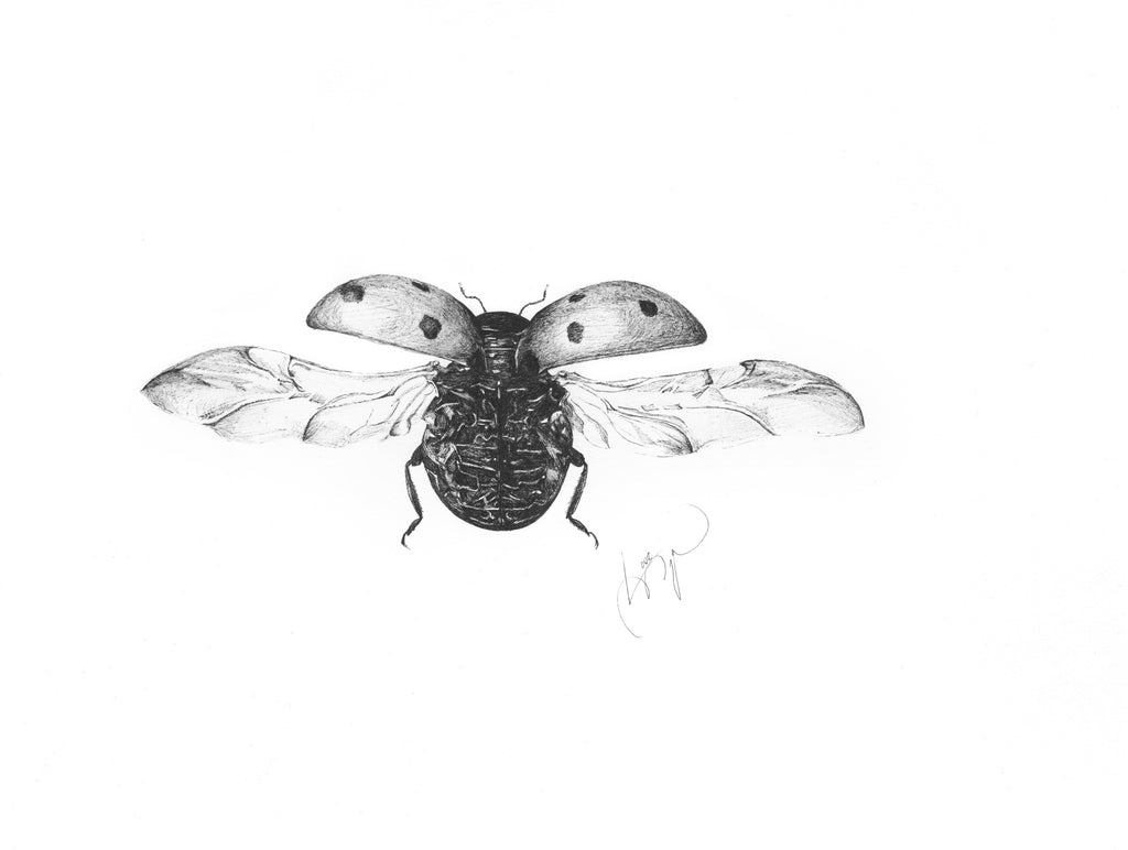 Marijn Andringa, Coccinellidae