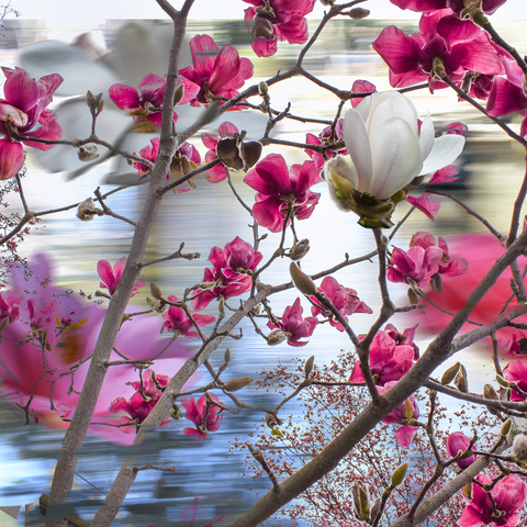 Joan Cahill, Still Point