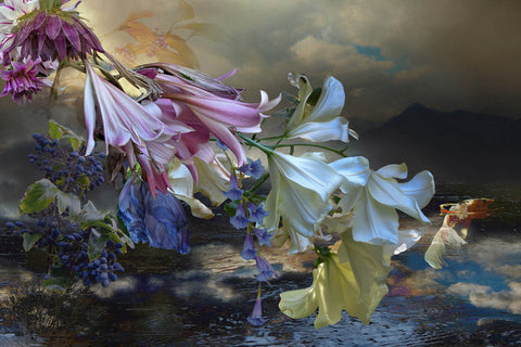 Joan Cahill, Water Lillies