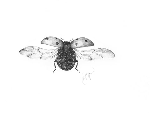 Marijn Andringa, Coccinellidae