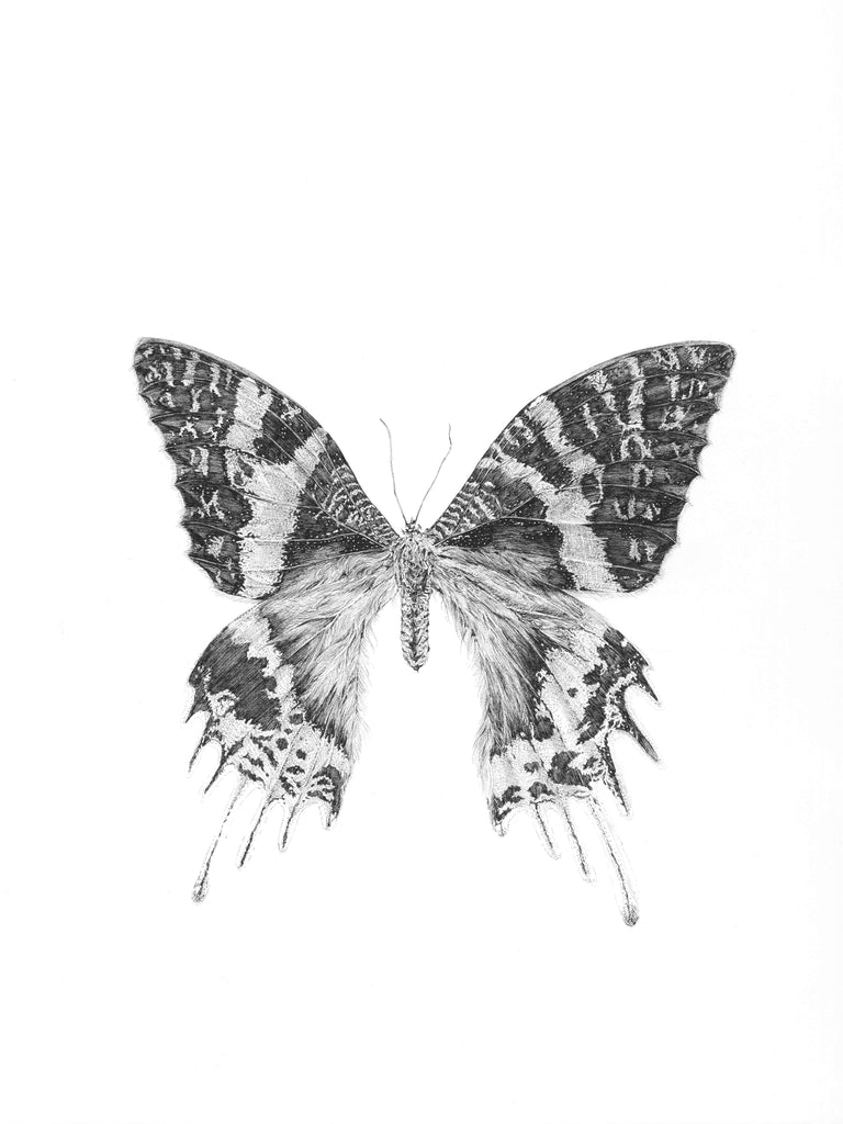 Marijn Andringa, Papilionidae
