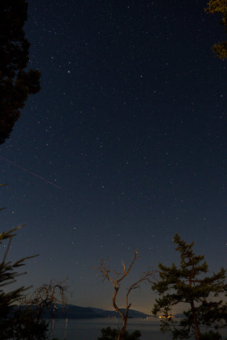 Matthew van Netten, Arbre Mort