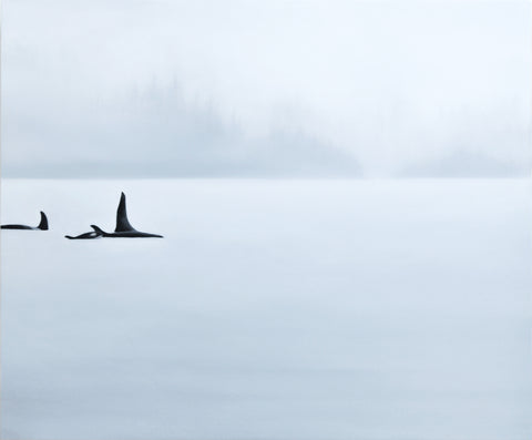 Natasha van Netten, Separation Point