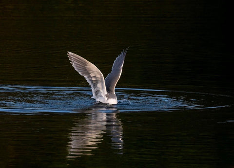 Stephen Gordon, Submerged