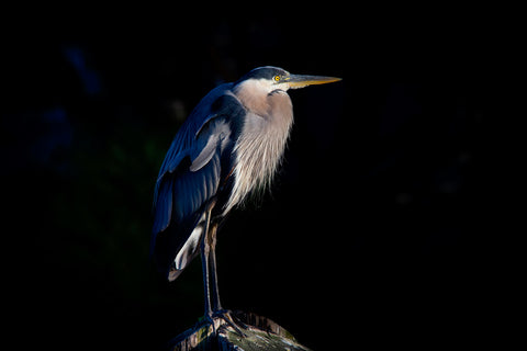 Steve Gordon, Blue Heron Posing