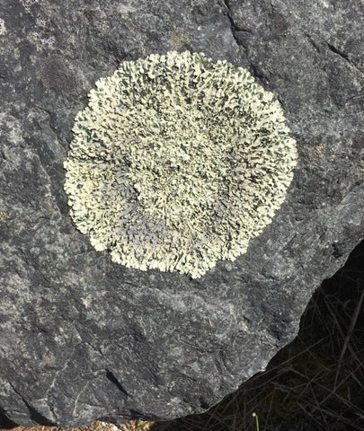 Merging Fields - Collaborations between Art and Science (Ages 6-10)